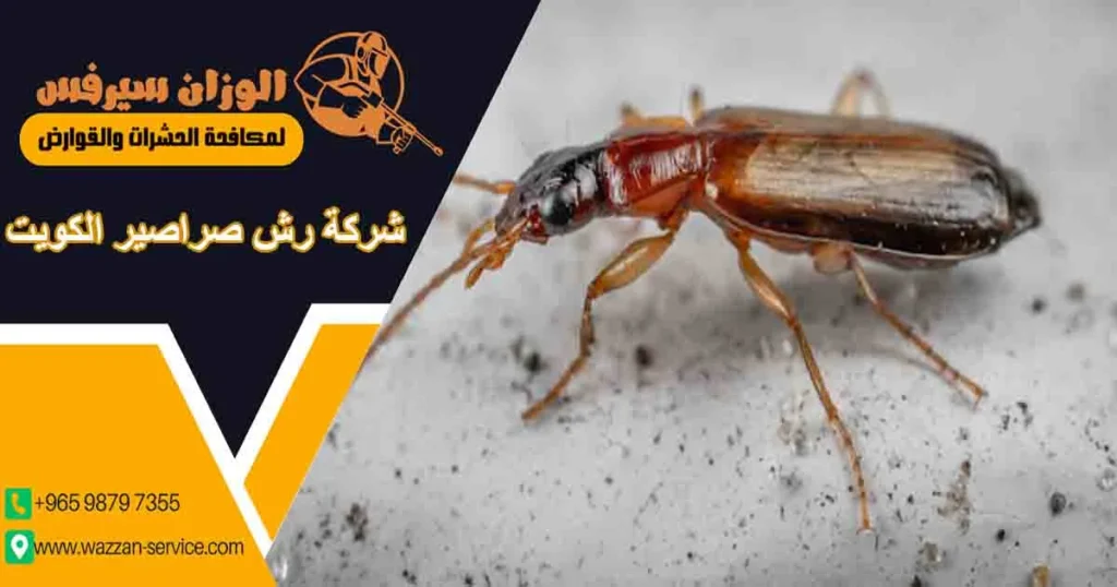 شركة رش صراصير الكويت
