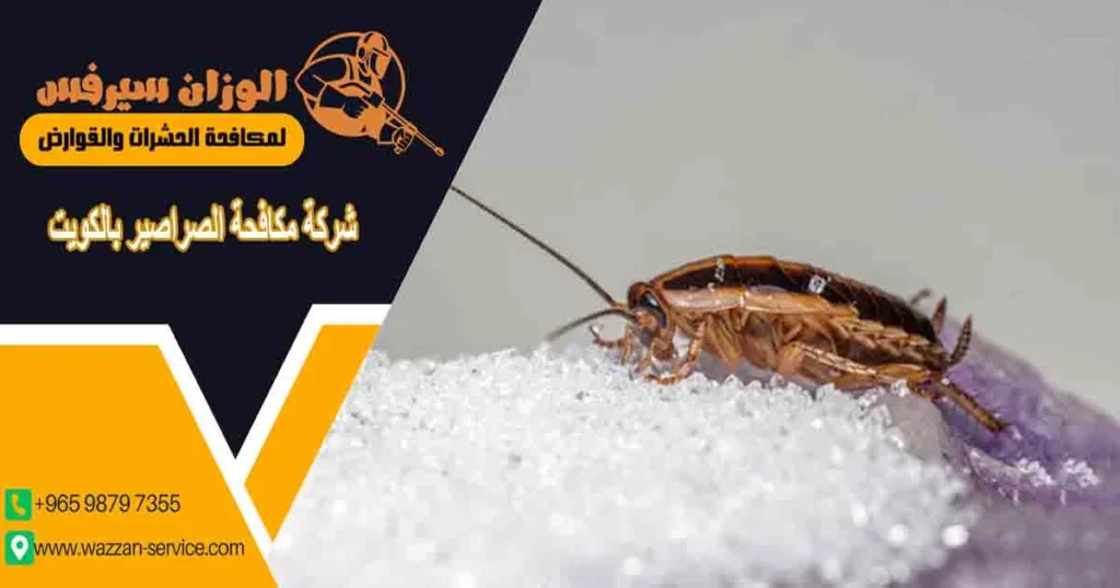 cockroach control kuwait
شركة مكافحة الصراصير بالكويت
