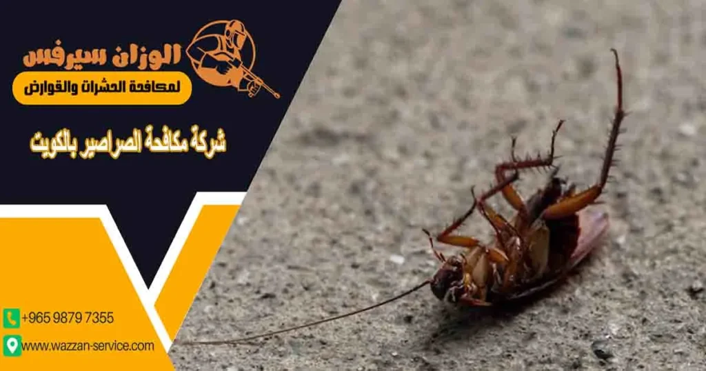 cockroach control kuwait
شركة مكافحة الصراصير بالكويت