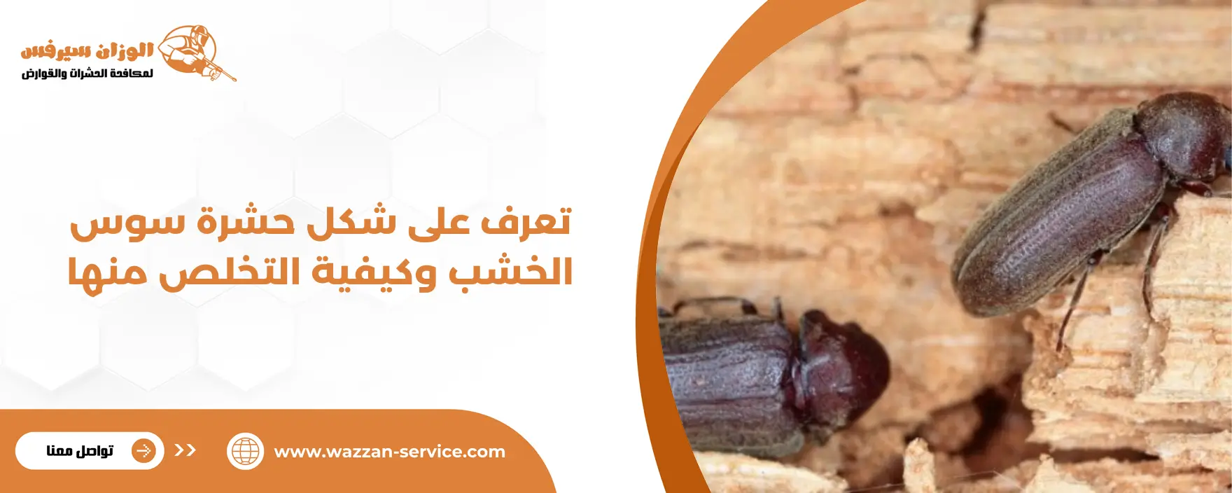 تعرف على شكل حشرة سوس الخشب وكيفية التخلص منها | الوزان سيرفس