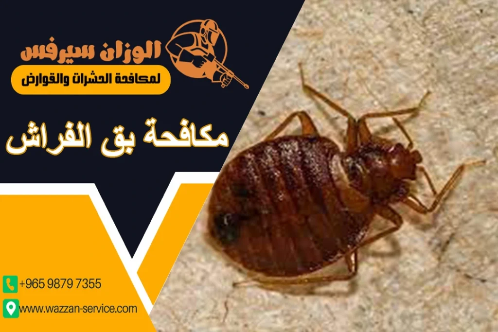 مكافحة بق الفراش