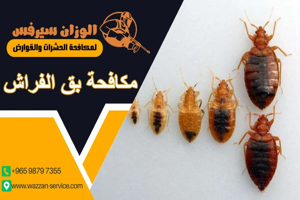 مكافحة بق الفراش