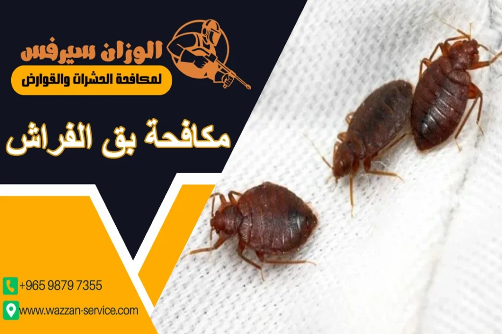 مكافحة بق الفراش