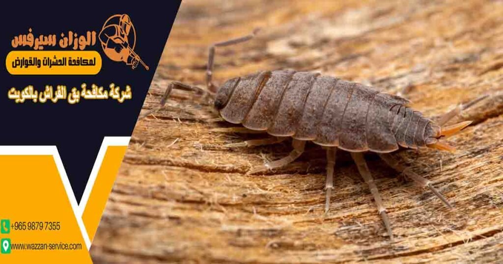 شركة مكافحة بق الفراش بالكويت