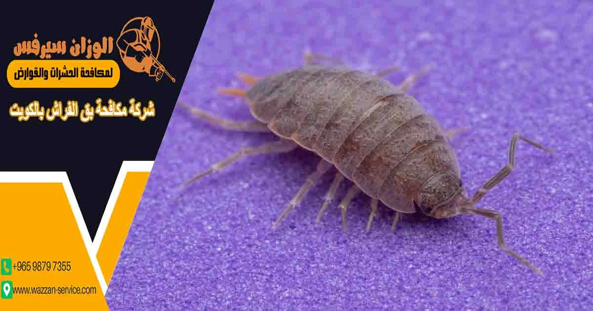 شركة مكافحة بق الفراش بالكويت