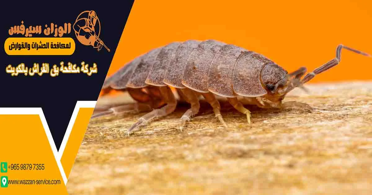 شركة مكافحة بق الفراش بالكويت