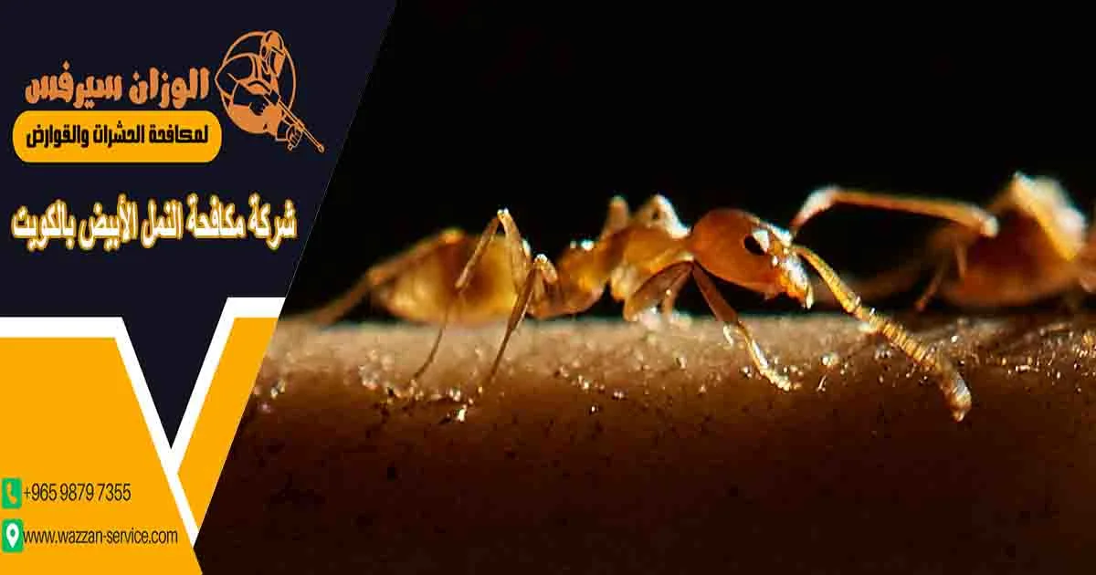 شركة مكافحة النمل الأبيض بالكويت شركة مكافحة النمل الابيض بالكويت