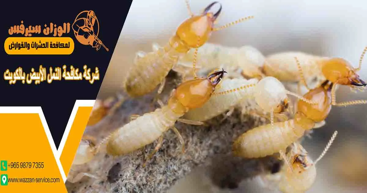شركة مكافحة النمل الأبيض بالكويت شركة مكافحة النمل الابيض بالكويت