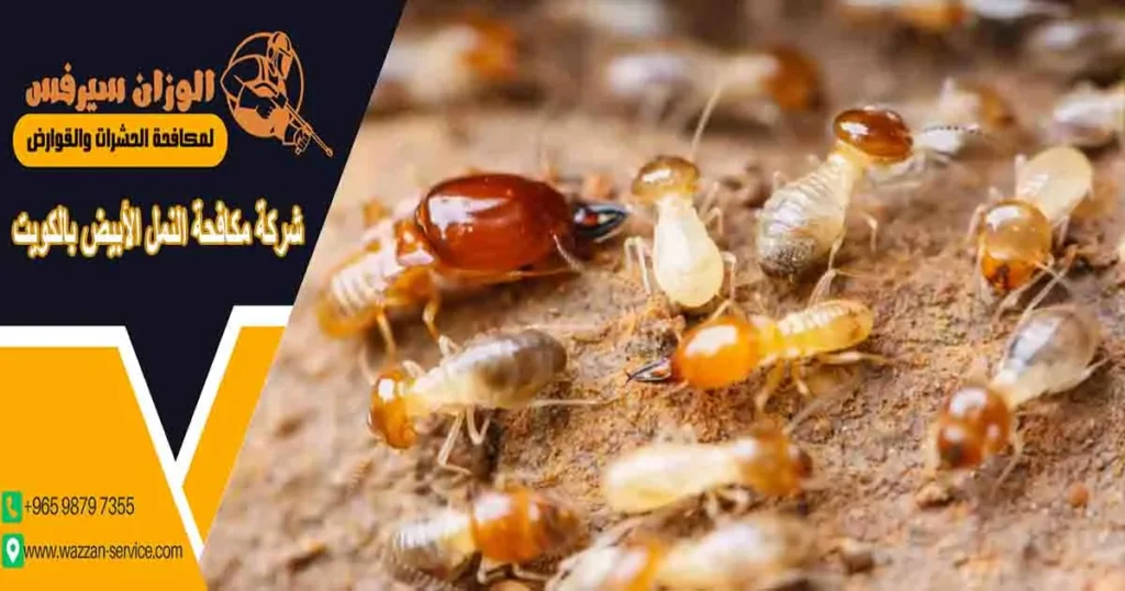 شركة مكافحة النمل الأبيض بالكويت شركة مكافحة النمل الابيض بالكويت
