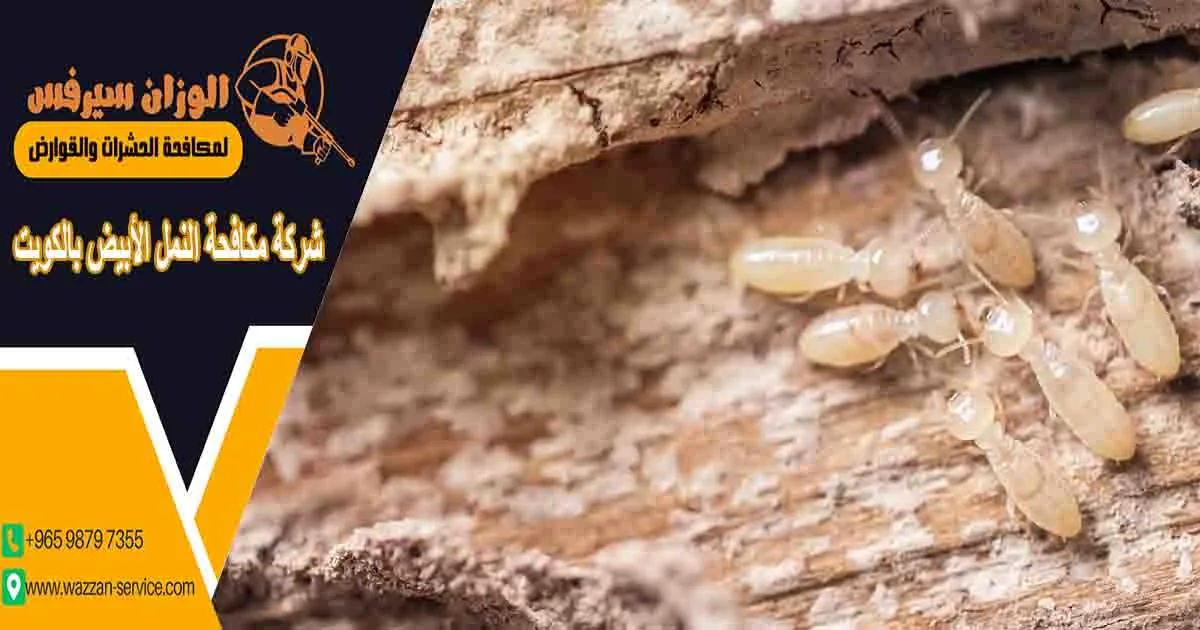 شركة مكافحة النمل الأبيض بالكويت شركة مكافحة النمل الابيض بالكويت