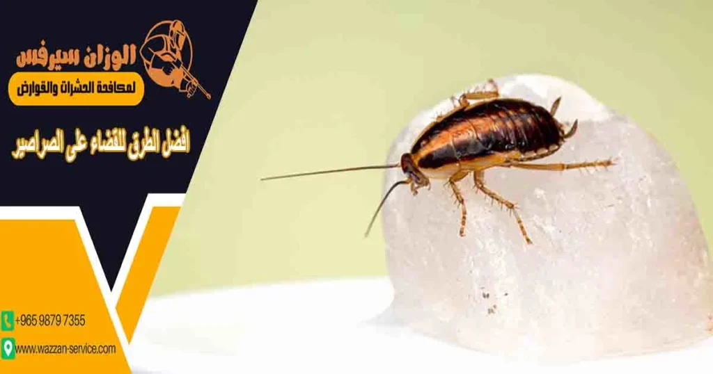 افضل الطرق للقضاء على الصراصير مكافحة الصراصير في البيت افضل طريقة للقضاء على الصراصير