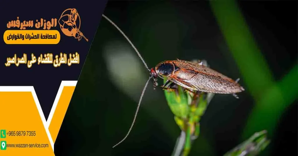 افضل الطرق للقضاء على الصراصير
مكافحة الصراصير في البيت
افضل طريقة للقضاء على الصراصير