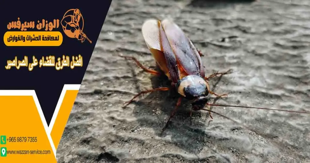 افضل الطرق للقضاء على الصراصير
مكافحة الصراصير في البيت
افضل طريقة للقضاء على الصراصير