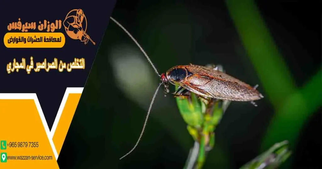 التخلص من الصراصير في المجاري
التخلص من صراصير المجاري
صراصير البلاعات
صراصير المجاري