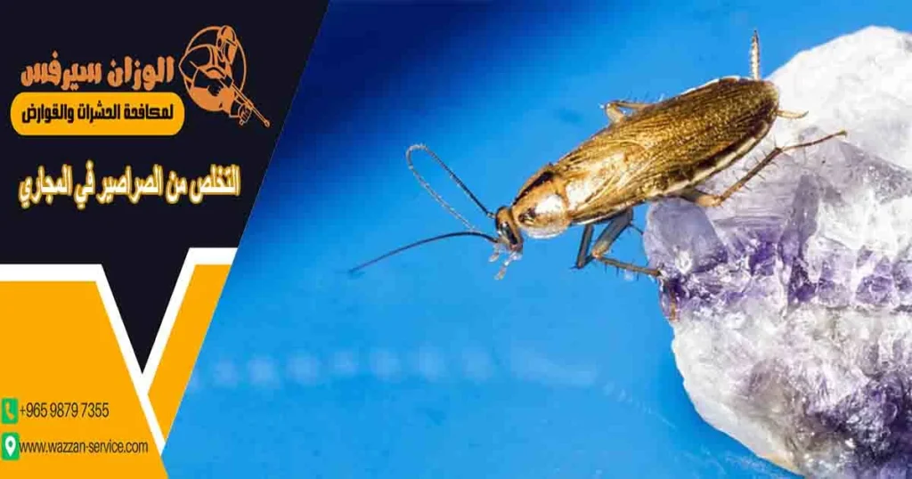 التخلص من الصراصير في المجاري
التخلص من صراصير المجاري
صراصير البلاعات
صراصير المجاري