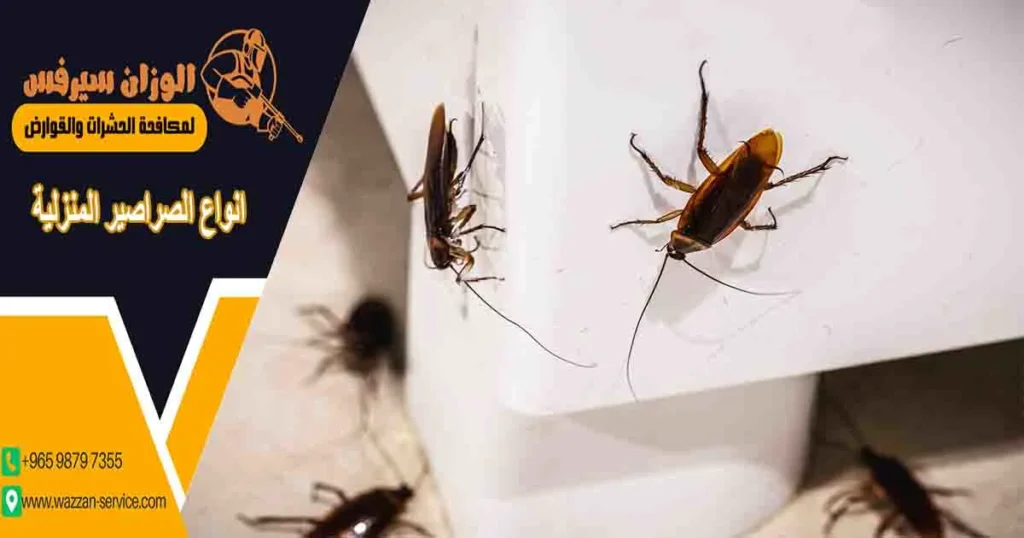 انواع الصراصير المنزلية