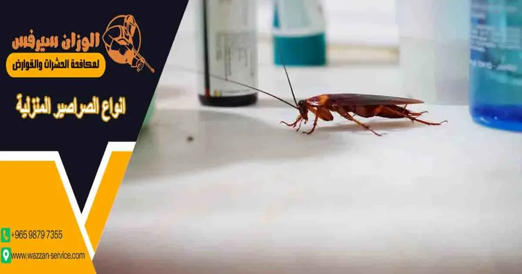 انواع الصراصير المنزلية