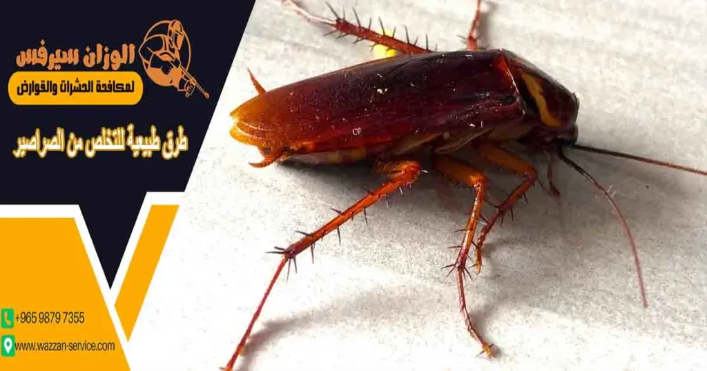 طرق طبيعية للتخلص من الصراصير