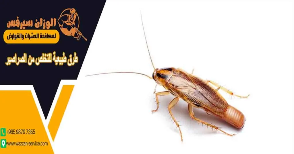 طرق طبيعية للتخلص من الصراصير