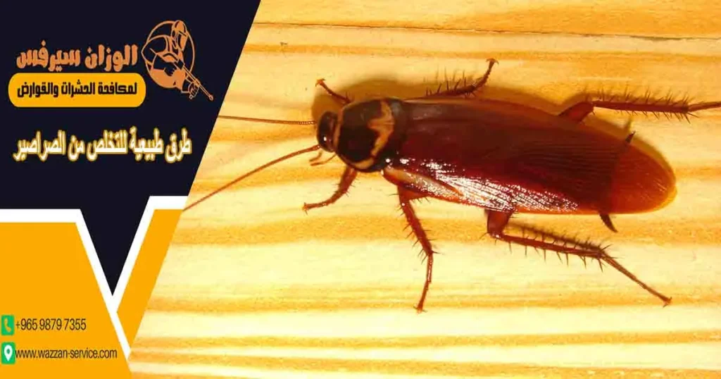 طرق طبيعية للتخلص من الصراصير