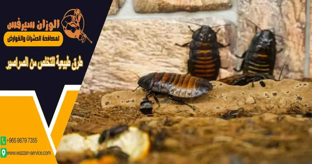 طرق طبيعية للتخلص من الصراصير