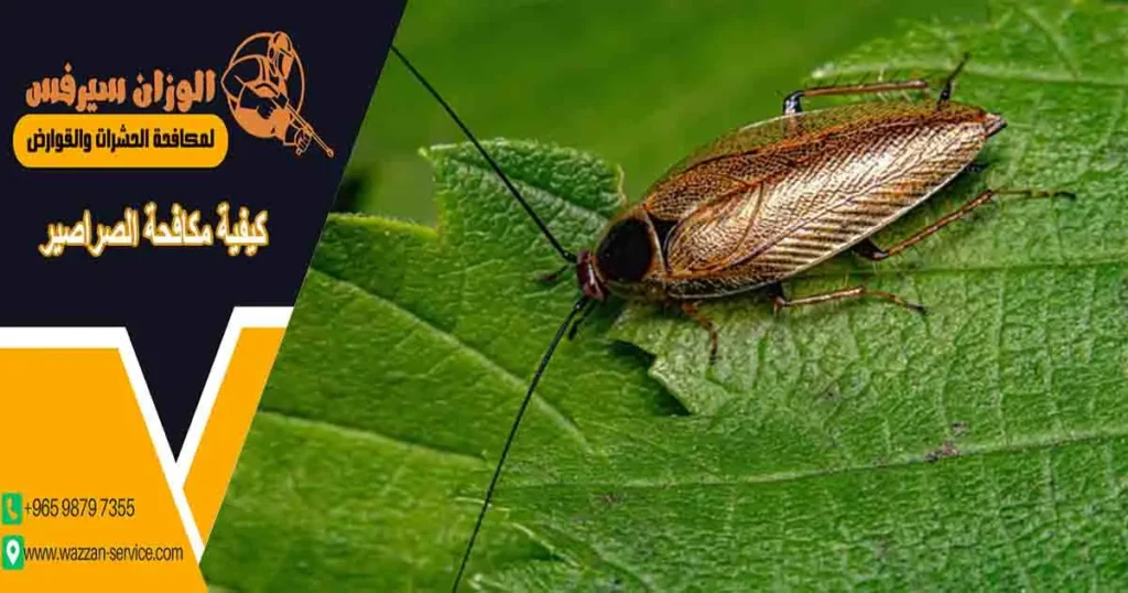 كيفية مكافحة الصراصير
مكافحة صراصير
مكافح الصراصير
محاربة الصراصير