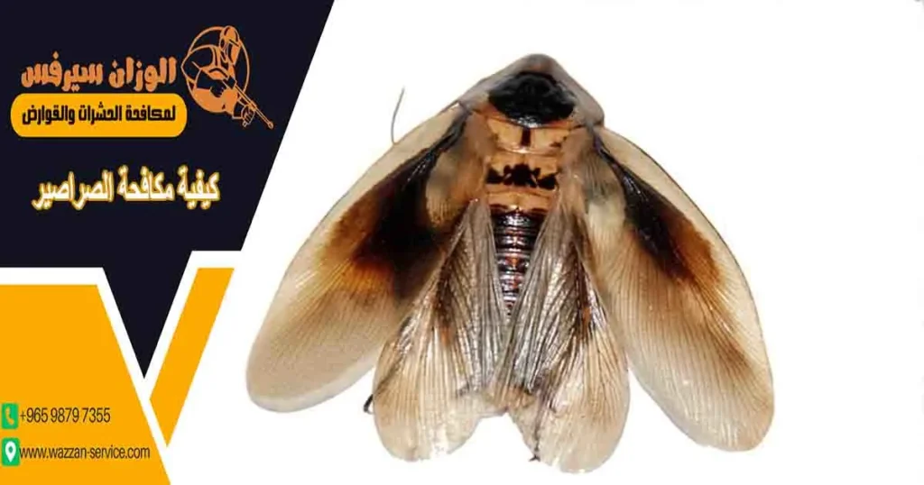 كيفية مكافحة الصراصير
مكافحة صراصير
مكافح الصراصير
محاربة الصراصير