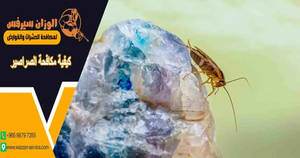 كيفية مكافحة الصراصير
مكافحة صراصير
مكافح الصراصير
محاربة الصراصير