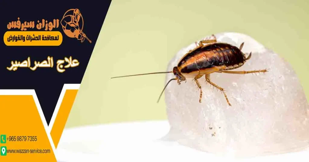 علاج الصراصير
علاج الصراصير في البيت