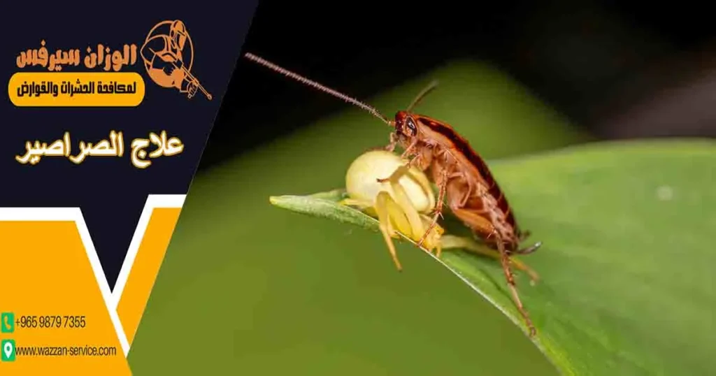 علاج الصراصير
علاج الصراصير في البيت