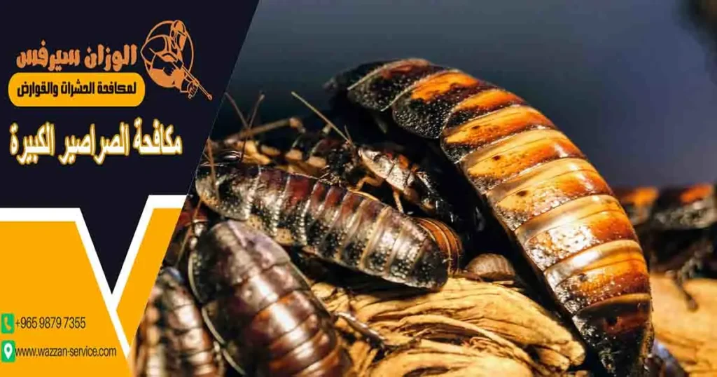 مكافحة الصراصير الكبيرة
صراصير كبيره