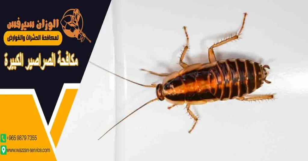 مكافحة الصراصير الكبيرة صراصير كبيره