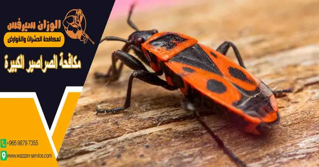 مكافحة الصراصير الكبيرة
صراصير كبيره