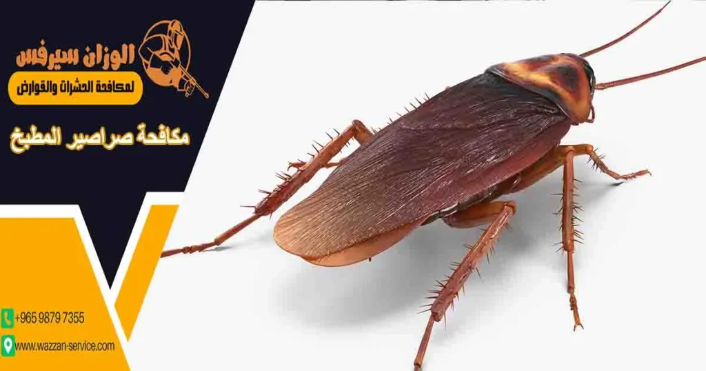 مكافحة صراصير المطبخ
علاج صراصير المطبخ
صراصير المطبخ