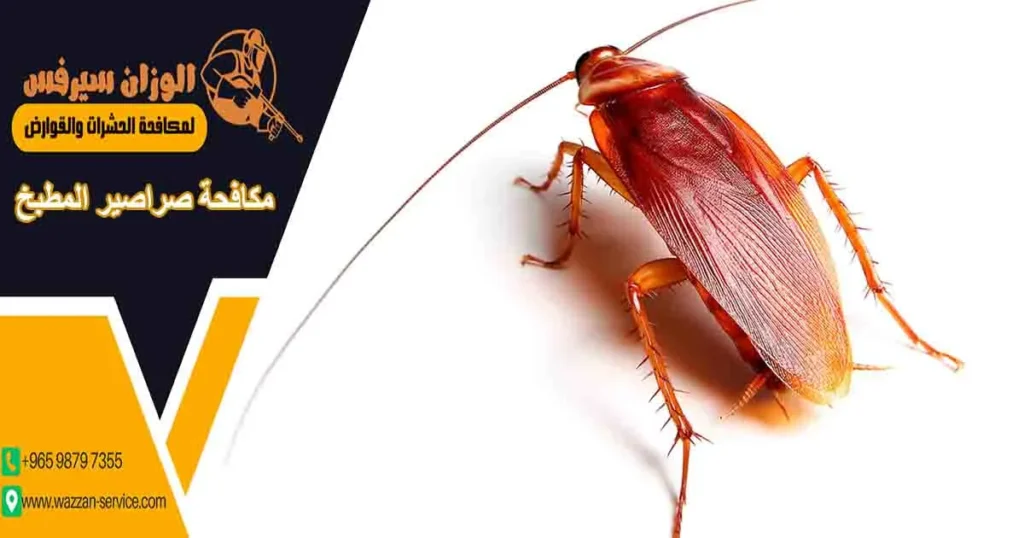 مكافحة صراصير المطبخ
علاج صراصير المطبخ
صراصير المطبخ