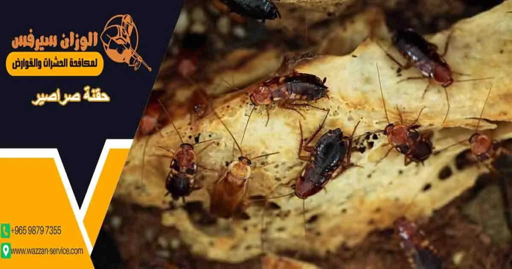 حقنة صراصير
ابرة الصراصير
حقنه الصراصير