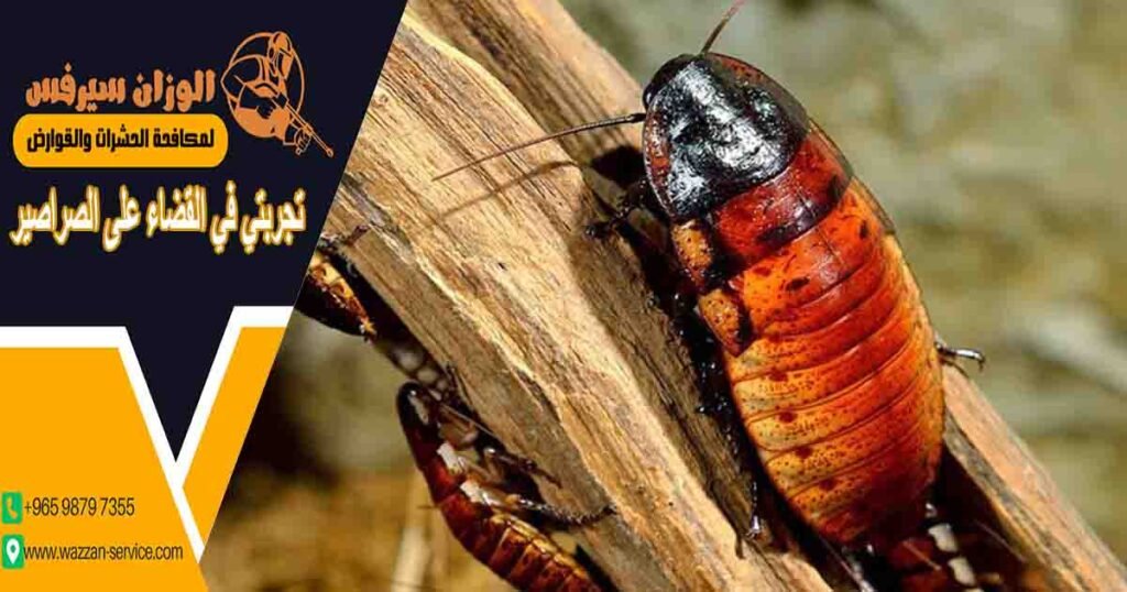 تجربتي في القضاء على الصراصير