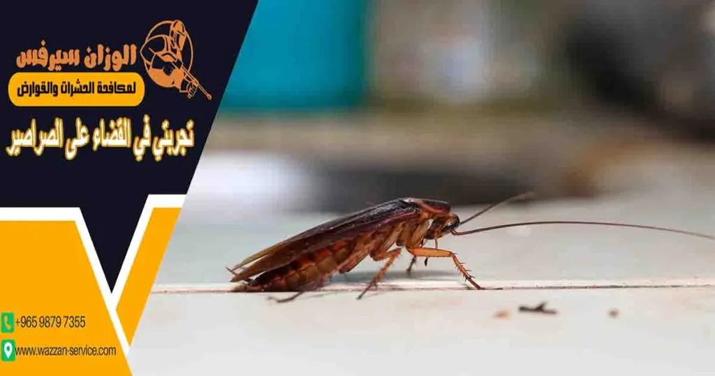 تجربتي في القضاء على الصراصير