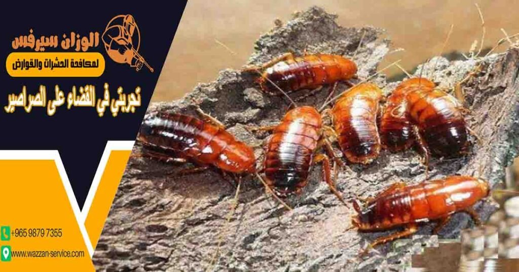 تجربتي في القضاء على الصراصير