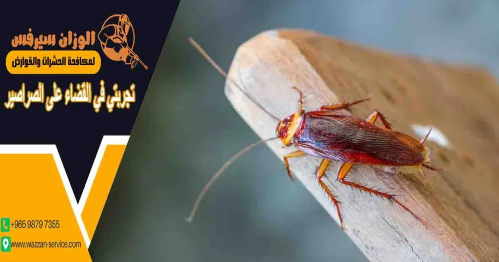 تجربتي في القضاء على الصراصير
