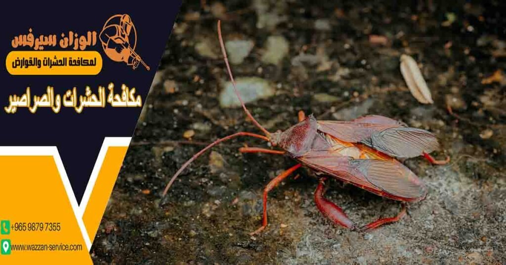 مكافحة الحشرات والصراصير اباده الصراصير والحشرات مكافحة الصراصير والحشرات