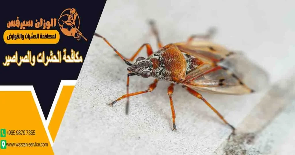 مكافحة الحشرات والصراصير
اباده الصراصير والحشرات
مكافحة الصراصير والحشرات
