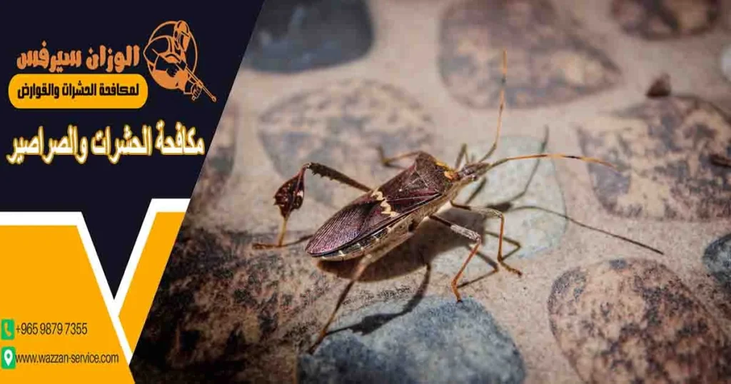 مكافحة الحشرات والصراصير
اباده الصراصير والحشرات
مكافحة الصراصير والحشرات