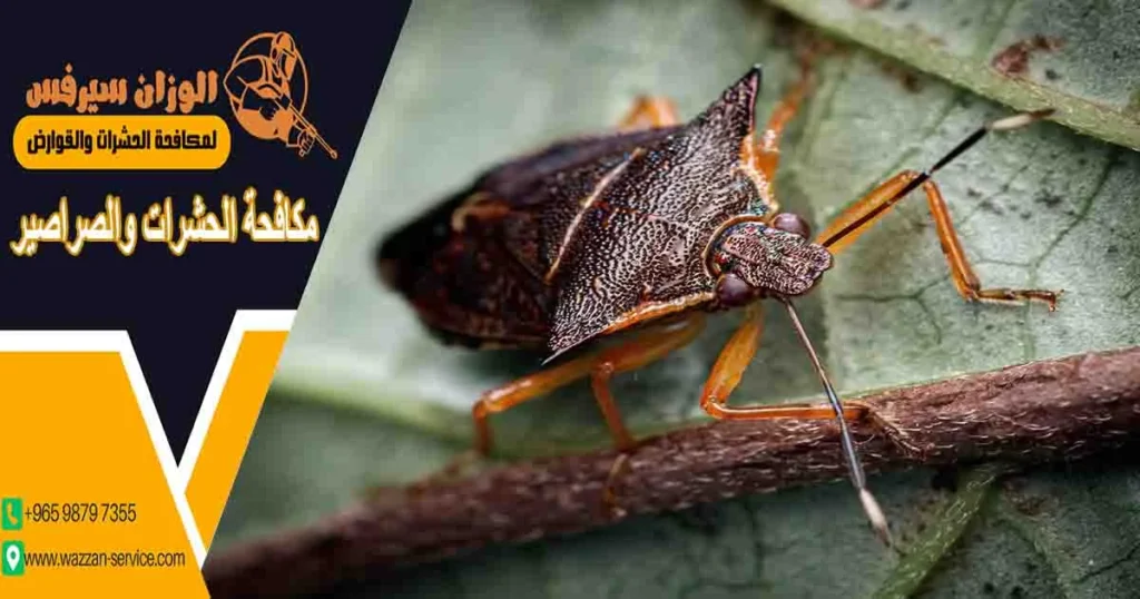 مكافحة الحشرات والصراصير
اباده الصراصير والحشرات
مكافحة الصراصير والحشرات